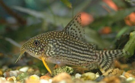 cory fish|Cory Catfish 101: Care, Types, Food, Tank Info, &  .